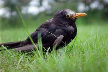 In jüngster Zeit erkranken und sterben auffällig viele Amsel. Ursache könnte der Usutu-Virus sein. Foto: Martin Gerten