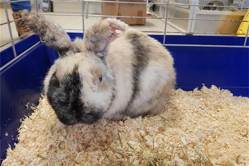 Verwahrlostes und schwer verletztes Kaninchen auf Parkplatz ausgesetzt In Julias Tierheim wird das Kaninchen aktuell "aufgepäppelt".