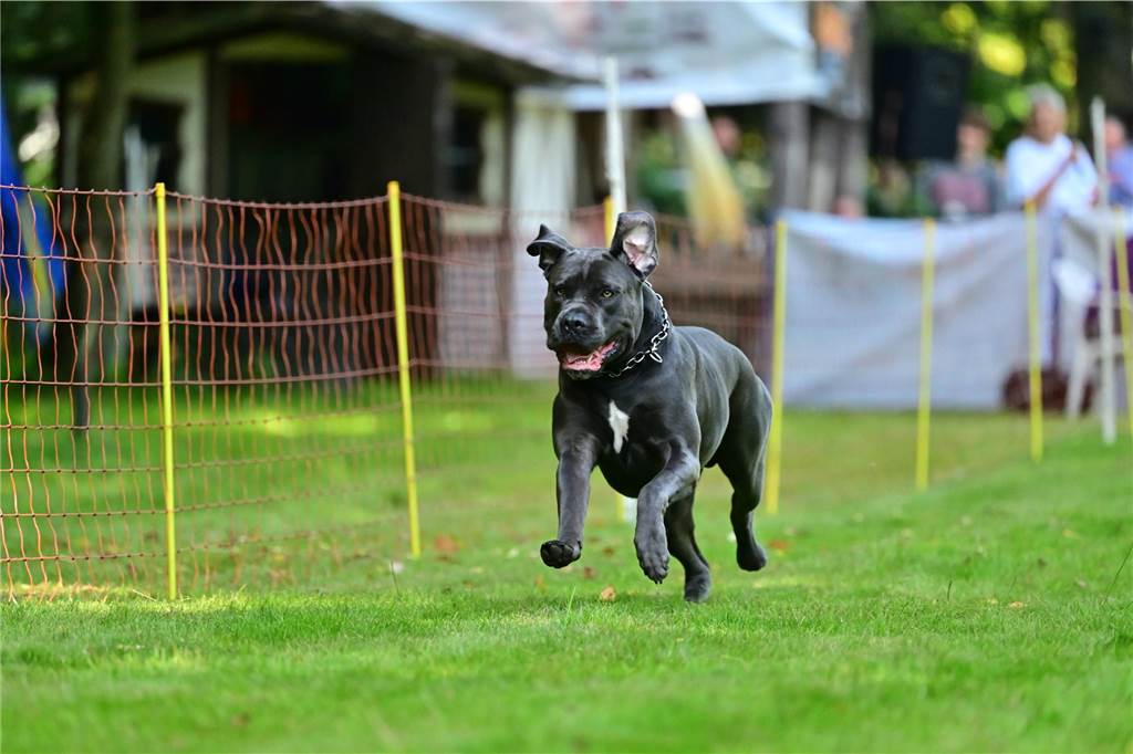 Erstes Hunderennen findet im Oktober statt: Jeder Hund darf mitmachen In Marl finden regelmäßig Hunderennen statt.