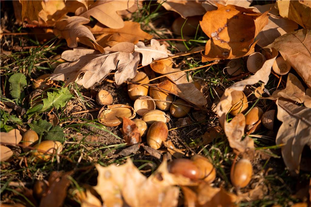 Warum gibt es im Herbst 2021 in Haltern keine Eicheln? In Mastjahren fallen besonders viele Eicheln auf den Boden. In 2021 sind sie aber Mangelware.
