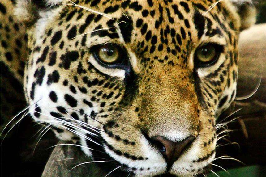 WWF: Zahl der Jaguare in Mexiko hat zugenommen In Mexiko gibt es wieder mehr Exemplare der stark bedrohten Jaguare (Panthera onca). Derzeit gibt es laut WWF rund 4800 der Tiere in dem lateinamerikanischen Land. Foto: Effrey Arguedas/EFE/Archiv