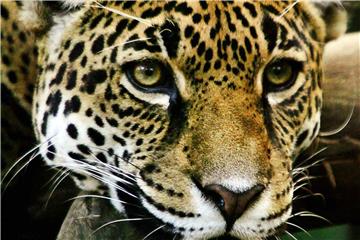 In Mexiko gibt es wieder mehr Exemplare der stark bedrohten Jaguare (Panthera onca). Derzeit gibt es laut WWF rund 4800 der Tiere in dem lateinamerikanischen Land. Foto: Effrey Arguedas/EFE/Archiv