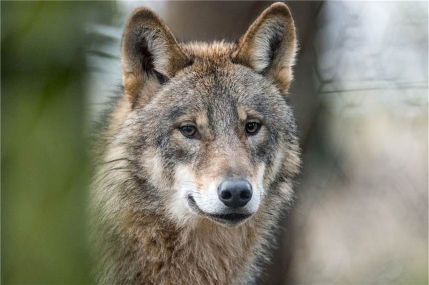 Land ist sich sicher: Erstmals reißt Wolf in NRW ein Rind - Wichtige Unklarheit bleibt In Nordrhein-Westfalen ist nach Angaben des Landes erstmals der Übergriff eines Wolfes auf ein Rind nachgewiesen worden.