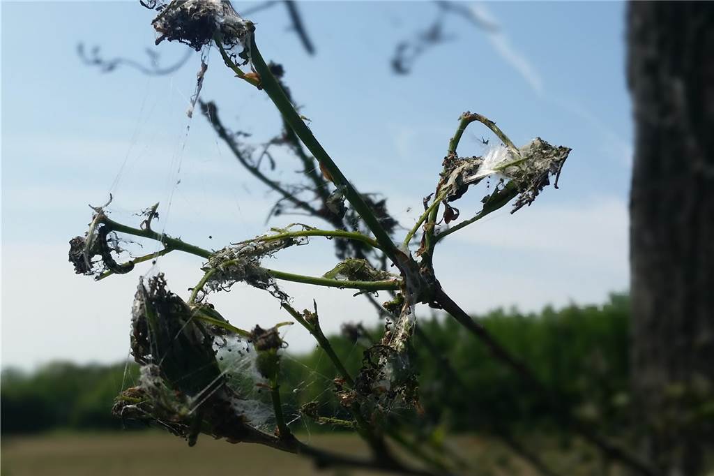 Eichenwickler, EBS, Gespinstmotten: So müssen Sie handeln Raupe in Ottenstein