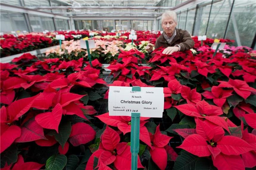 Weihnachtssterne sind die beliebtesten Zimmerpflanzen In Reih' und Glied: Der Gartenbauingenieur Hanke Hubert zeigt Weihnachtssterne im Gewächshaus. Foto: Daniel Karmann