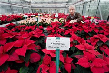In Reih' und Glied: Der Gartenbauingenieur Hanke Hubert zeigt Weihnachtssterne im Gewächshaus. Foto: Daniel Karmann
