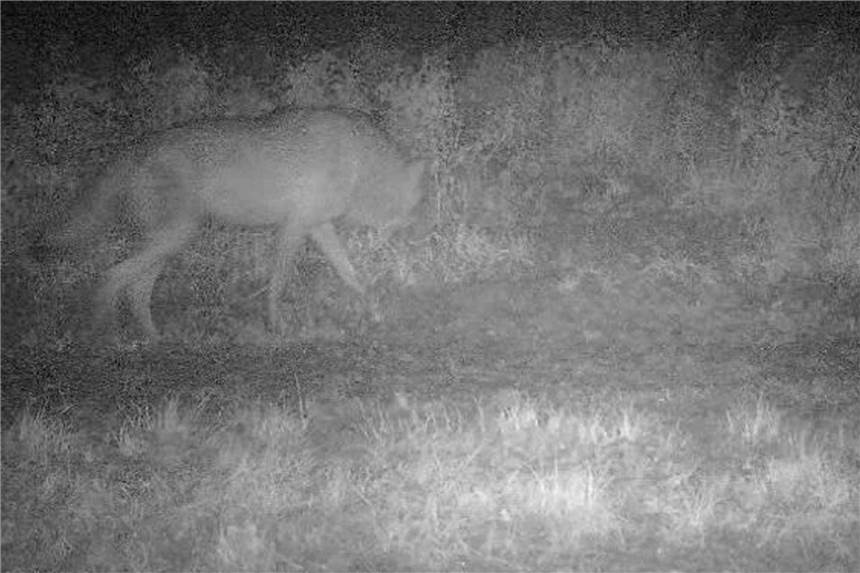 Wolf in Rosendahl nachgewiesen - noch ein Einzelfall In Rosendahl ist ein Wolf vor einigen Wochen in eine Fotofalle getappt. Das Bild von der Wildkamera ist aber bislang in Rosendahl der einzige bestätigte Nachweis eines Wolfes, wie Wolfsberater Klaus Dahms und Hegeringsleiter Sebastian Meyer nun unisono bestätigen. In Zukunft könnte man ein Exemplar wie auf dem Symbolfoto jedoch öfter zu Gesicht bekommen.