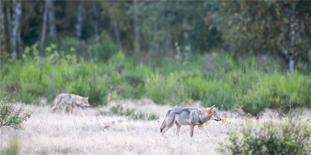 Zwei Wolfswelpen streifen durch die Kernzone der Döberitzer Heide. 