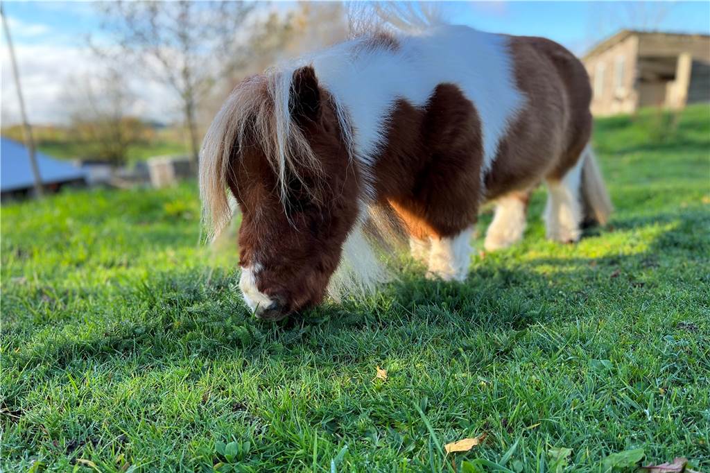 Pumuckel (2) ist das kleinste Pony der Welt – und ein riesiger Medien-Star In seiner Freizeit ist Pumuckel auf dem Hof unterwegs und tobt mit seinen Freunden auf der Wiese.