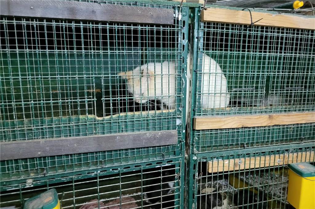 Viele verwahrlosten Katzen in Hostedde gefunden: Vermieter ist „geschockt“ Eine Katze in einem Käfig