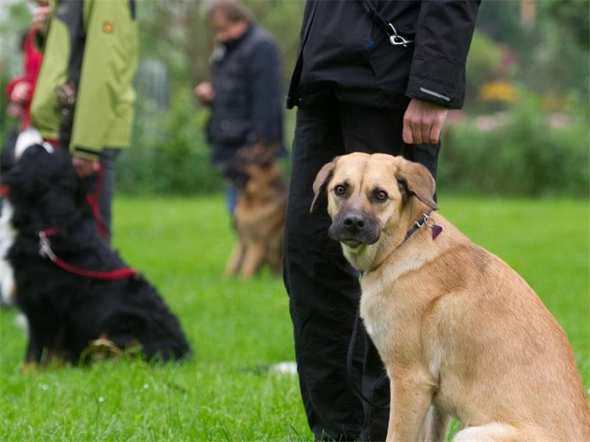 Gassi ohne Leine: Was der Hundeführerschein Haltern bringt In speziellen Kursen können Hund und Halter für den Sachkundenachweis üben. Dort werden zum Beispiel Kommandos wie "Sitz" und "Bleib" trainiert. Foto: Sebastian Kahnert