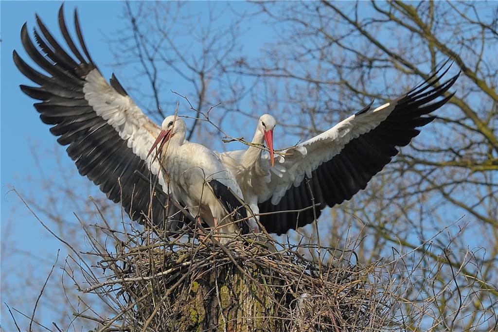 Storchenkinder in Haltern haben es in diesem Jahr besonders schwer In Sythen sind zurzeit 17 Storchenpaare zu Hause.