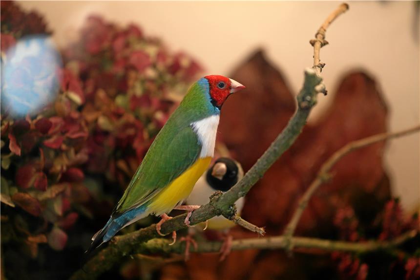 Vogelzuchtverein zeigt Wernes schönste Tiere In verschiedensten Farben präsentieren sich die zahlreichen Vogelarten auf der Ausstellung.