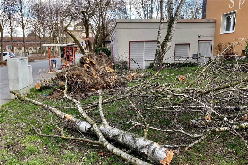 Sturm „Klaus“ sorgte für Feuerwehr-Einsätze und Sachschäden in Dortmund In Wambel hat Sturmtief „Klaus“ eine Birke auf eine Bushaltestelle krachen lassen.