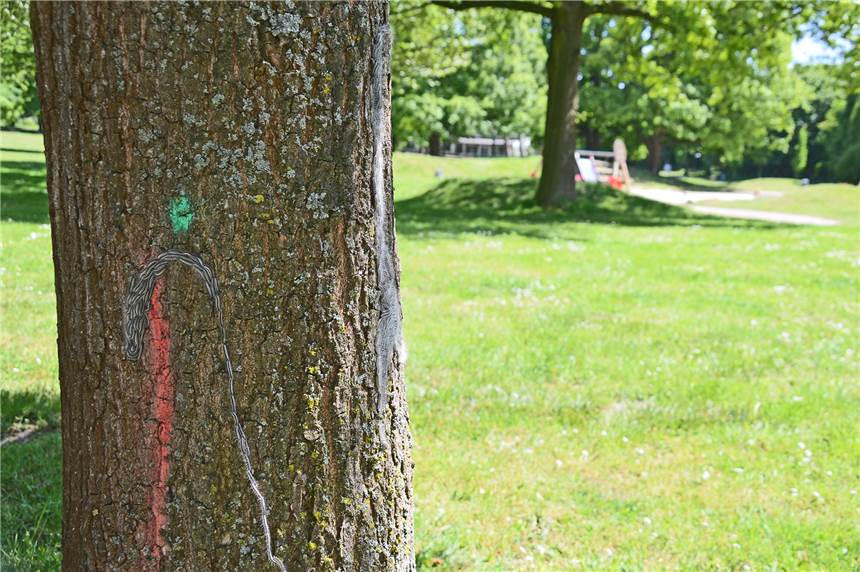 Eichenprozessionsspinner nimmt Bäume an einem Spielplatz in Beschlag In zwei Prozessionen macht sich die giftige Raupe an dieser Eiche in der Nähe des Spielplatzes im Volksgarten breit.