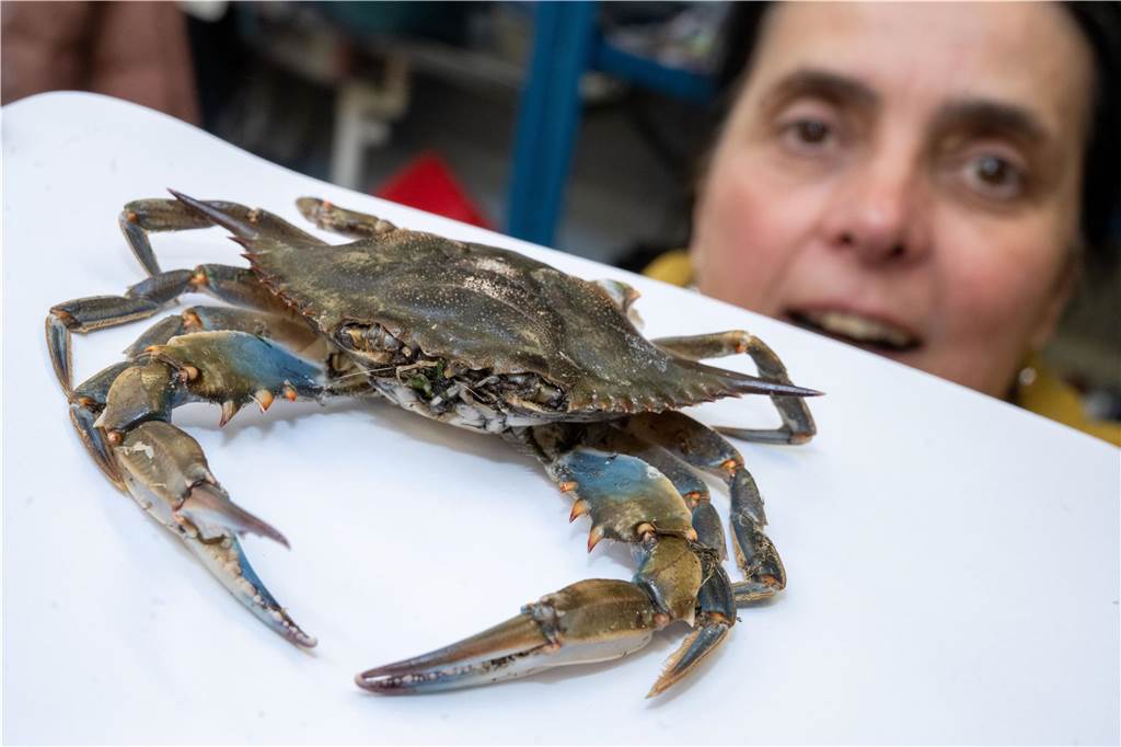 Spaziergänger auf Usedom findet riesige Blaukrabbe: „Sensationsfund“ stammt von US-Küste Blaukrabbe an der Ostsee