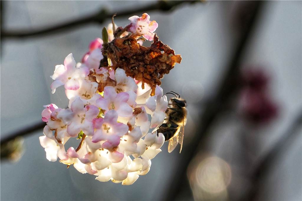 Wildbienen im Garten: Noch Winter oder doch schon Frühling? Ingrid Martini hat die Bienen in ihrem Garten fotografiert.