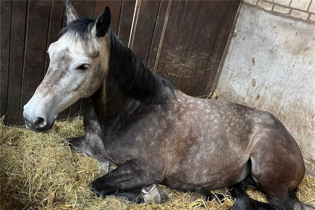 Pferd auf Weide in Averbeck schwer verletzt – Polizei sucht Zeugen Inka ist eine gutmütige Stute. Selbst die schweren Verletzungen haben sie wohl zum Glück nicht aus der Ruhr gebracht.