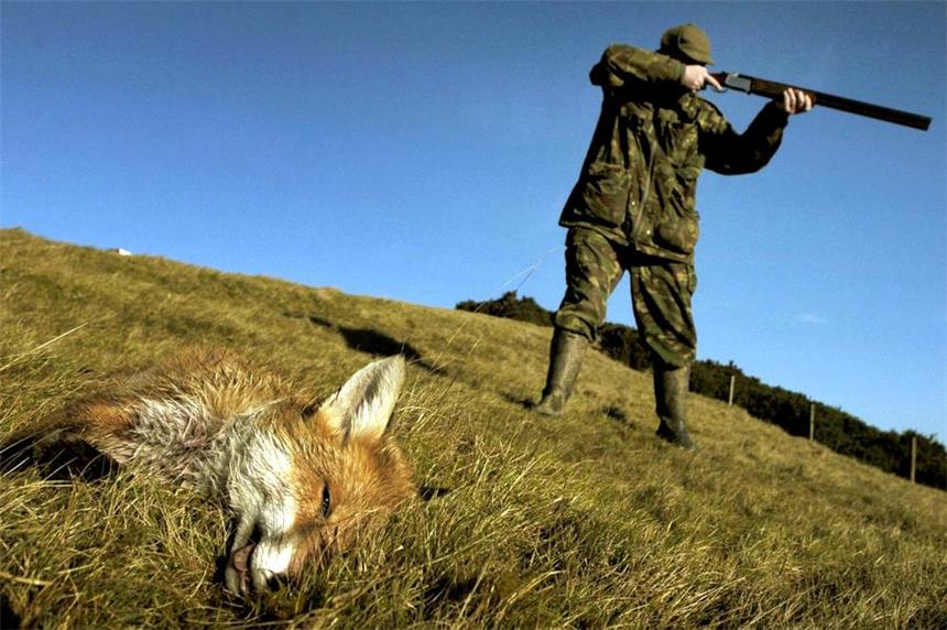Jäger und Naturschützer streiten über Gesetzesentwurf Insbesondere die Jagd auf den Fuchs ist umstritten.