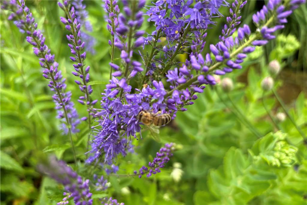 In allen Ecken gibt es etwas zu entdecken: Zu Besuch im Garten von Rita Wehr Insekten auf Blume