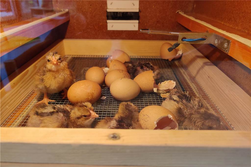 Tierisches Projekt: Kita-Kinder in Herbern kümmern sich um Hühner Insgesamt sechs Küken schlüpften vor kurzem in den Räumen der Kita St. Hilgardis in Herbern.
