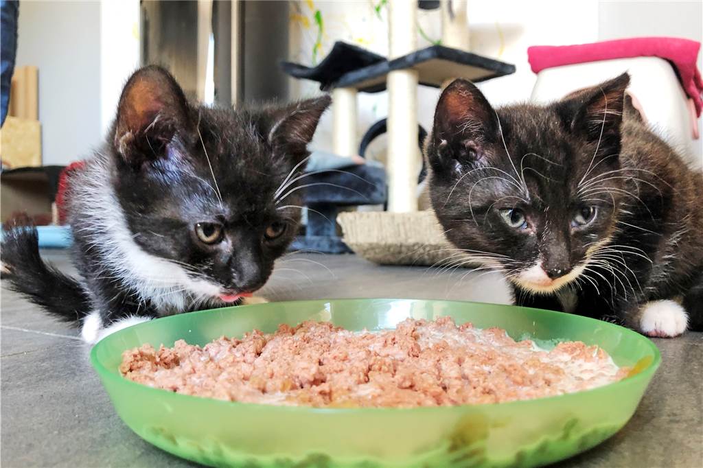 Katzenbabys zwischen Strohballen entdeckt – Sandra Wullers zog sie auf Inzwischen fressen Ernie (l.) und Bert schon selbstständig Nassfutter.