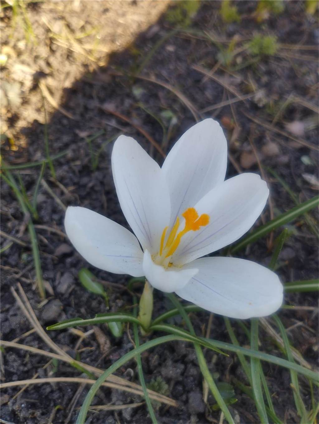 Frühblüher blühen in Dortmund