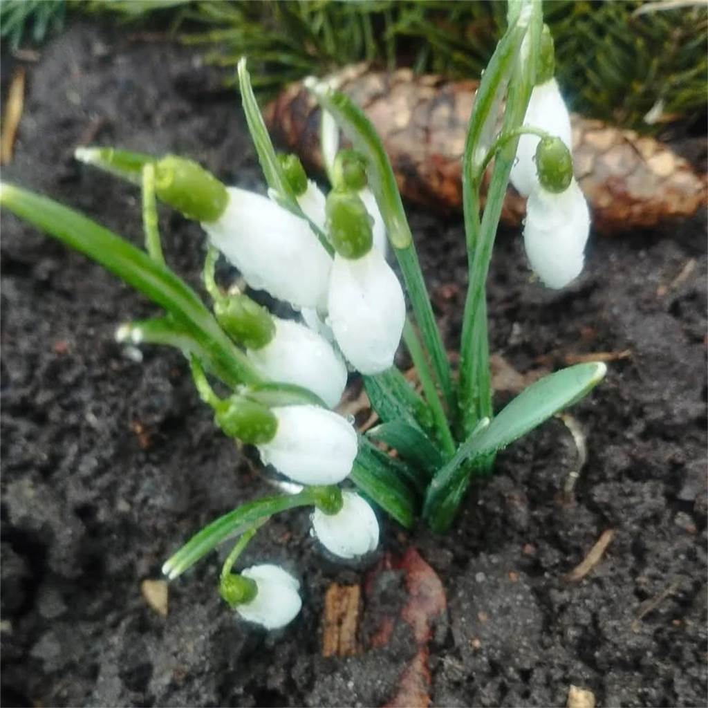 Frühblüher blühen in Dortmund