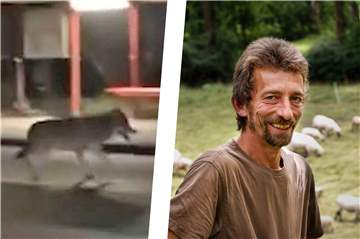 Ist das Tier, das am Wochenende in Eving gesichtet wurde (links), ein Wolf? Der Dortmunder Schäfer Christof May ist sich fast zu 100 Prozent sicher, dass es so ist.