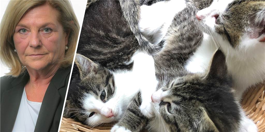 Katzenschutzverordnung: keine Kontrollen, keine Wirkung Ist die Katzenschutzverordnung im Kreis Borken wirklich nur ein Placebo, fragt sich unsere Autorin.