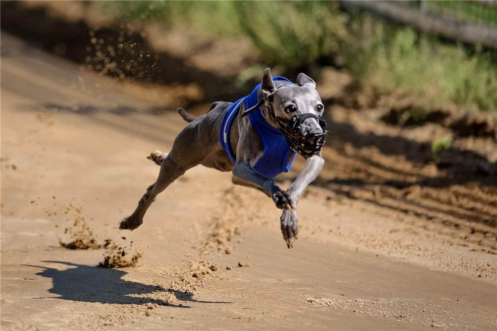 Sportporträt: Halternerin legt beeindruckende Hundesportkarriere hin "Izyy" mit voller Konzentration beim Sprint.