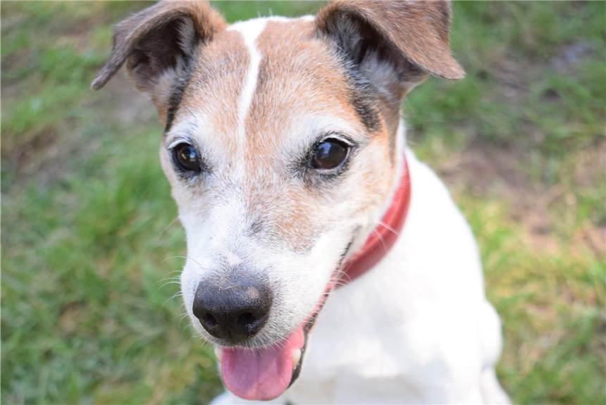 Jack-Russell-Terrier aus dem Ahauser Tierheim sucht Altersresidenz Jack-Russell-Terrier Jo sucht einen Altersruhesitz.