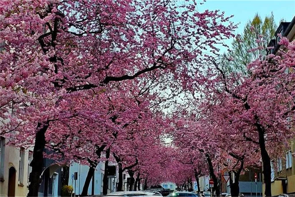 Der Frühling ist da- In der Moltkestraße erblühen die ersten Kirschbäume