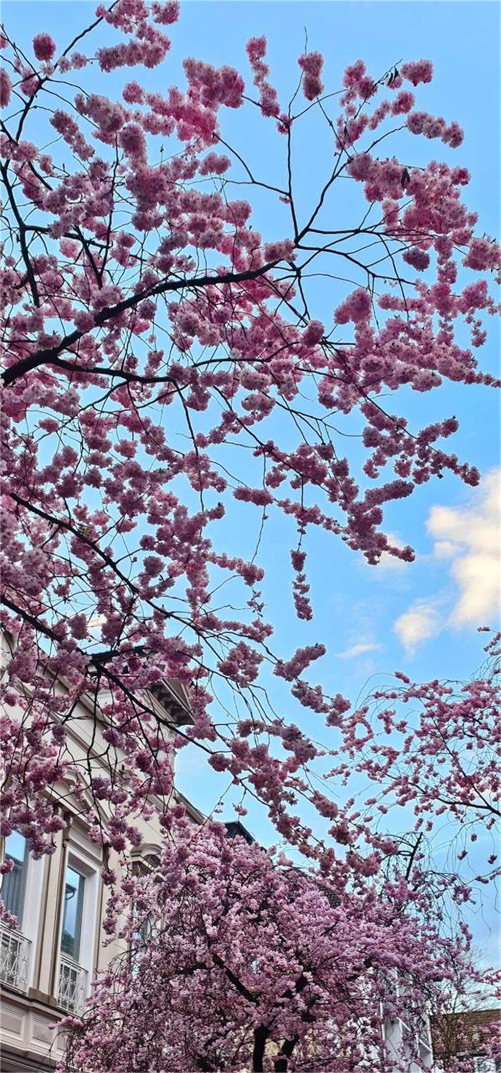 Der Frühling ist da- In der Moltkestraße erblühen die ersten Kirschbäume