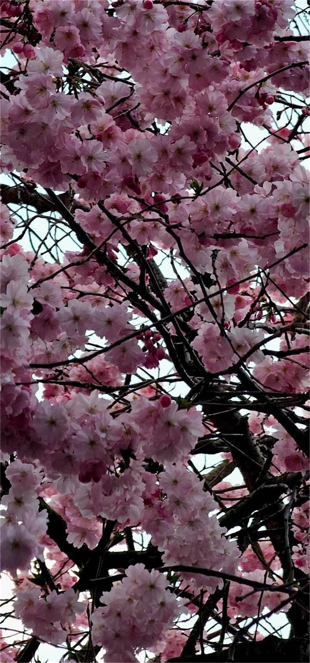 Der Frühling ist da- In der Moltkestraße erblühen die ersten Kirschbäume