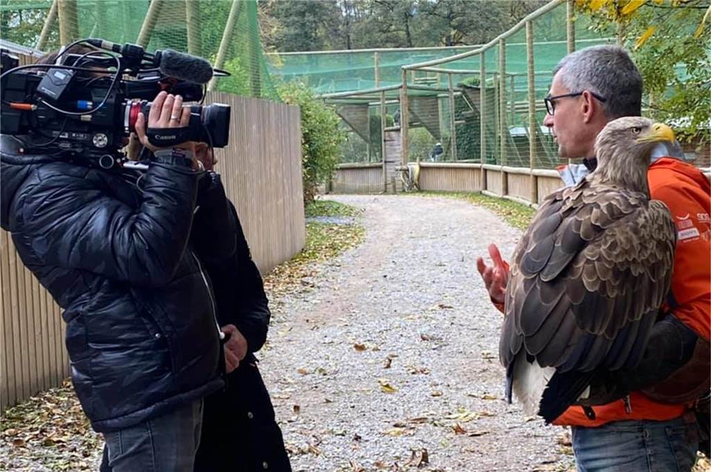Erschossen und geköpft: Seltener Seeadler in Lembeck gefunden Interview im Tierpark