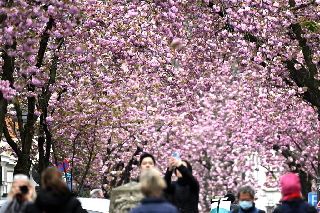 Kirschblüten NRW 2025: Diese Orte sind einen Besuch wert Menschen fotografieren Kirschblüten in Bonn in der Heerstraße.