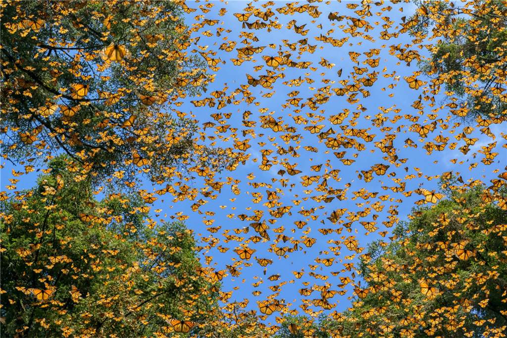 Schmetterlinge in der Luft