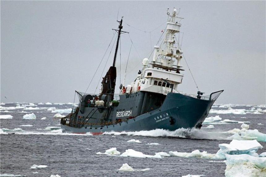 Japans Walfänger töten erneut trächtige Wale Japanisches Walfangschiff: Seit mehr als 25 Jahren haben Japans Waljäger mehr als 10.000 Großwale in den antarktischen Gewässern getötet. Foto: Michael Williams/Sea Shepherd
