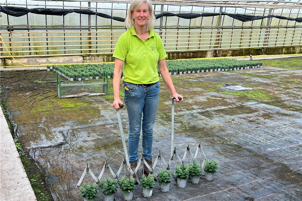 Gärtnerei Flüthmann-Boom: Pflanzenproduktion genau auf Termin Gärtnerei Flüthmann-Boom