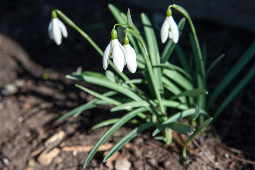 Schneeglöckchen sind Kundschafter des Frühlings Jede Blüte des Schneeglöckchens hat drei auffällige äußere Blütenblätter und drei kleinere weiße, die zu einem Röckchen verwachsen sind. Foto: Andrea Warnecke/dpa-tmn