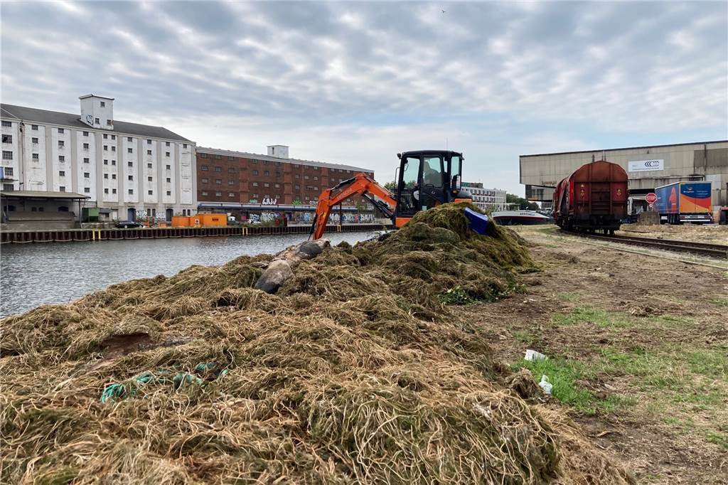 Mehr Arbeit als je zuvor: Im Dortmunder Hafen wird der Klimawandel deutlich sichtbar Jede Menge Müll versteckt sich in den eingesammelten Pflanzenresten, die deshalb als Sondermüll entsorgt werden müssen.
