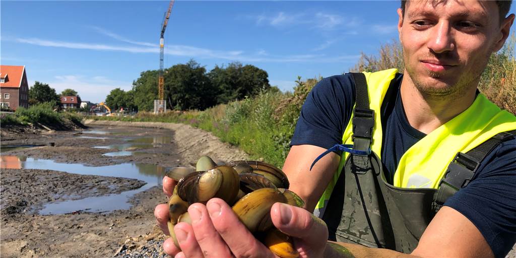 Biologen retten über 1000 Fische und Muscheln aus der trockengelegten Berkel Jede Menge Muscheln: Der Biologe Florian Kreische zeigt Teich- und Malermuscheln, die er mit seinen Kollegen aus dem trockengelegten Abschnitt der Oberberkel gerettet hat.