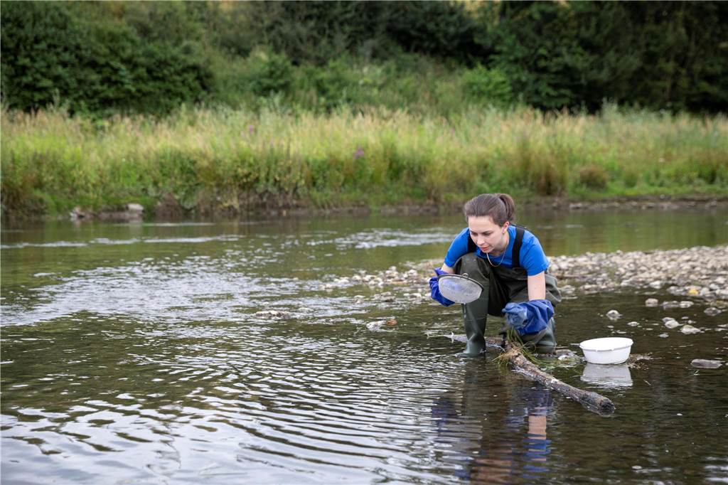 Jede Tier- und Pflanzenart hat ganz verschiedene Bedürfnisse und Anforderungen an ihren Lebensraum. Manche Arten leben im Wasser, manche mögen lieber die Auenbereiche der Gewässer, die nur zeitweise unter Wasser stehen. Die Forschenden begaben sich daher nicht nur an, sondern auch in die Gewässer (hier die Emscher), um möglichst viele Arten ausfindig zu machen.