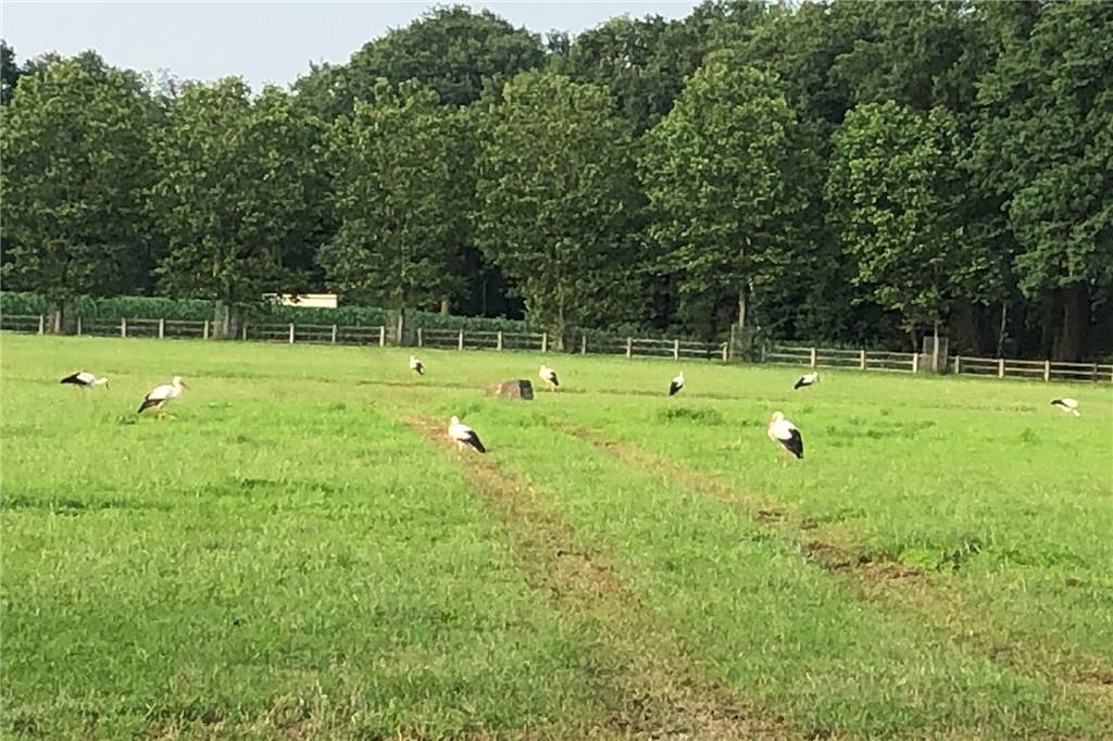 Storchenkinder in Haltern haben es in diesem Jahr besonders schwer Jeden Tag treffen sich die Störche auf einer Wiese am Prickingshof zur Futtersuche.