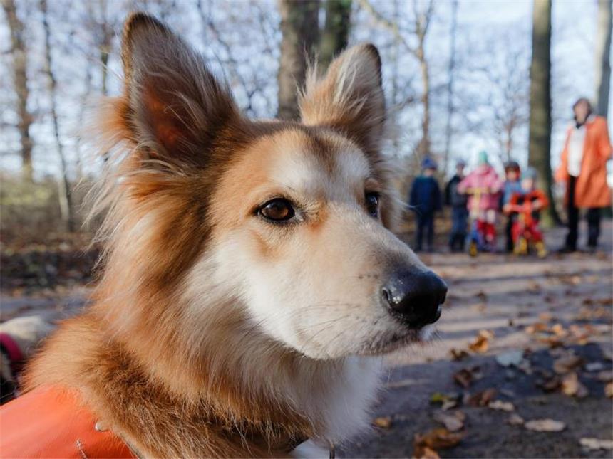 Kindern den Umgang mit Hunden beibringen Jeder Hund ist anders: Um Unfälle zu vermeiden, sollten Kinder lernen, achtsam mit den Tieren umzugehen. Foto: Markus Scholz