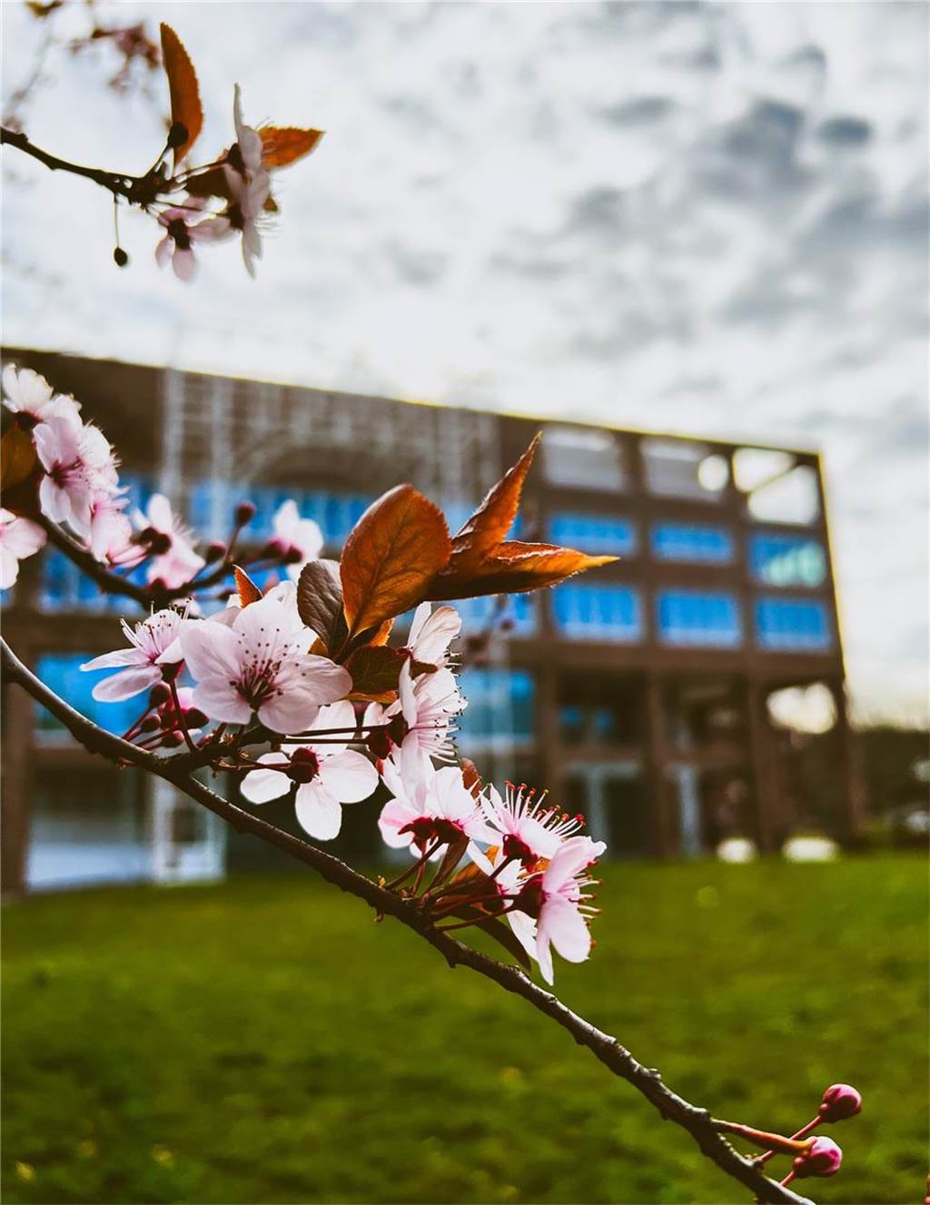 Frühblüher blühen in Dortmund