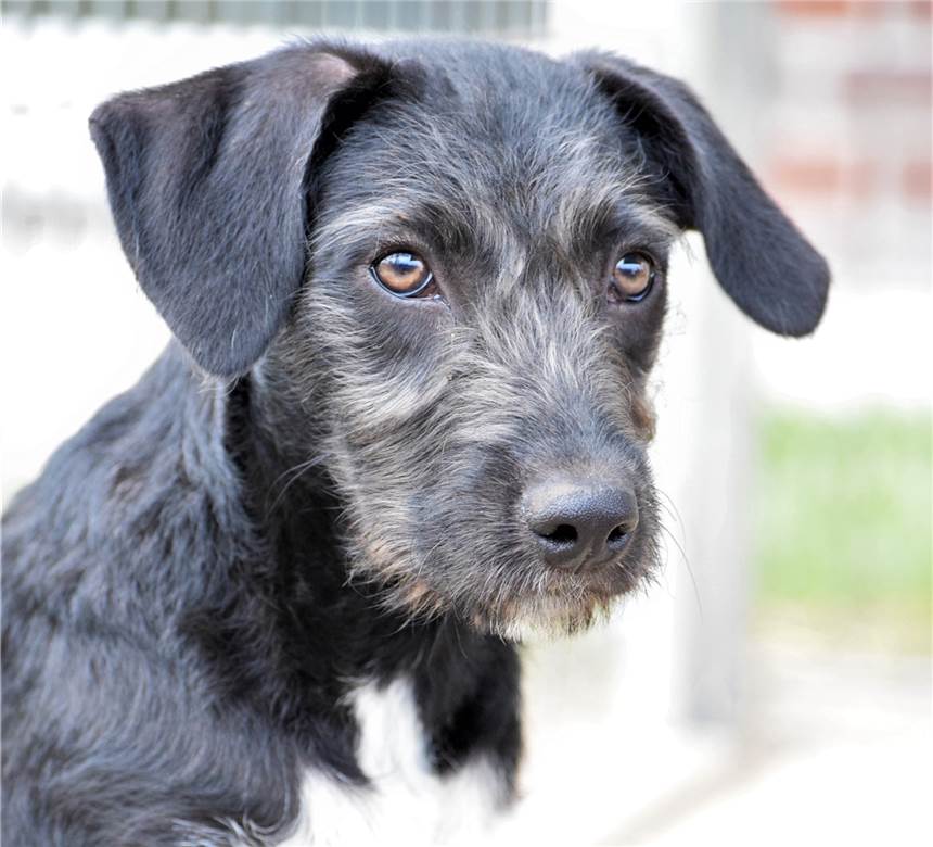 Mischlingswelpe Jessy möchte das Hunde-Einmaleins lernen Jessy hofft auf ein schönes neues Zuhause.