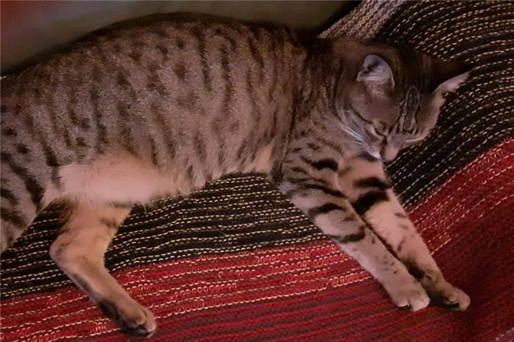 Gestreifte Katze Jimmy auf einer Decke. Der Kater wird seit Dezember 2021 in Bövinghausen vermisst.