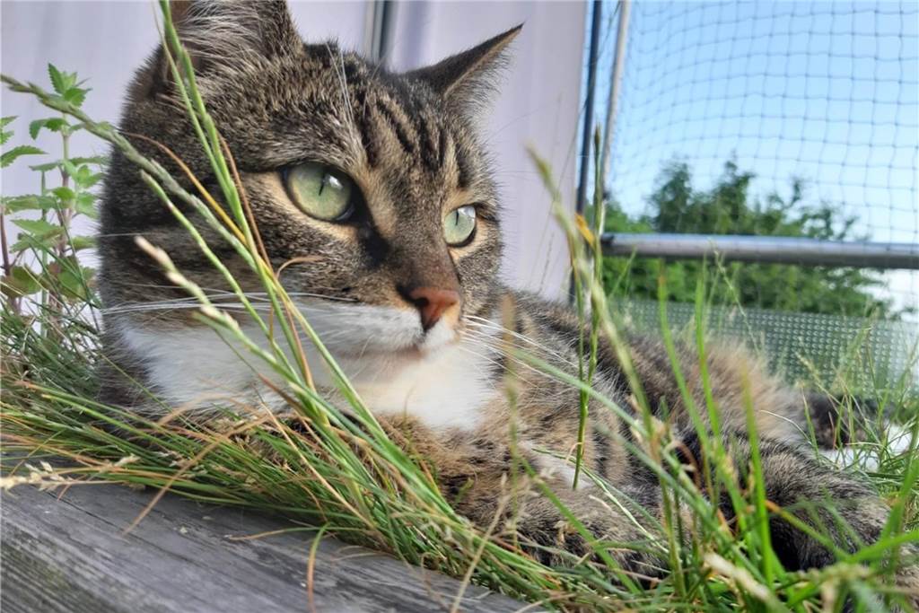 Eine Katze im Grünen.